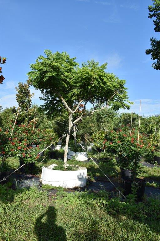 koelreuteria-elegans-golden-rain-tree