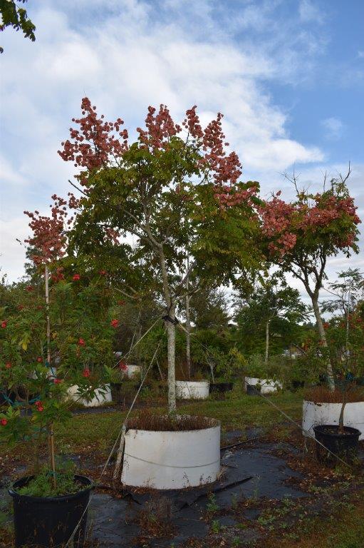 koelreuteria-elegans-golden-rain-tree