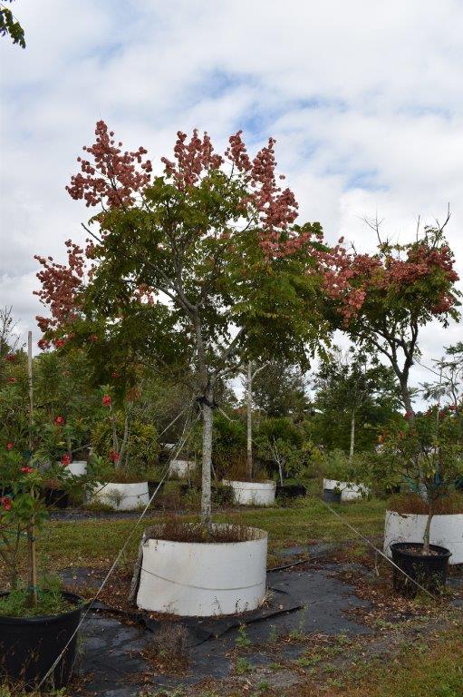 koelreuteria-elegans-golden-rain-tree