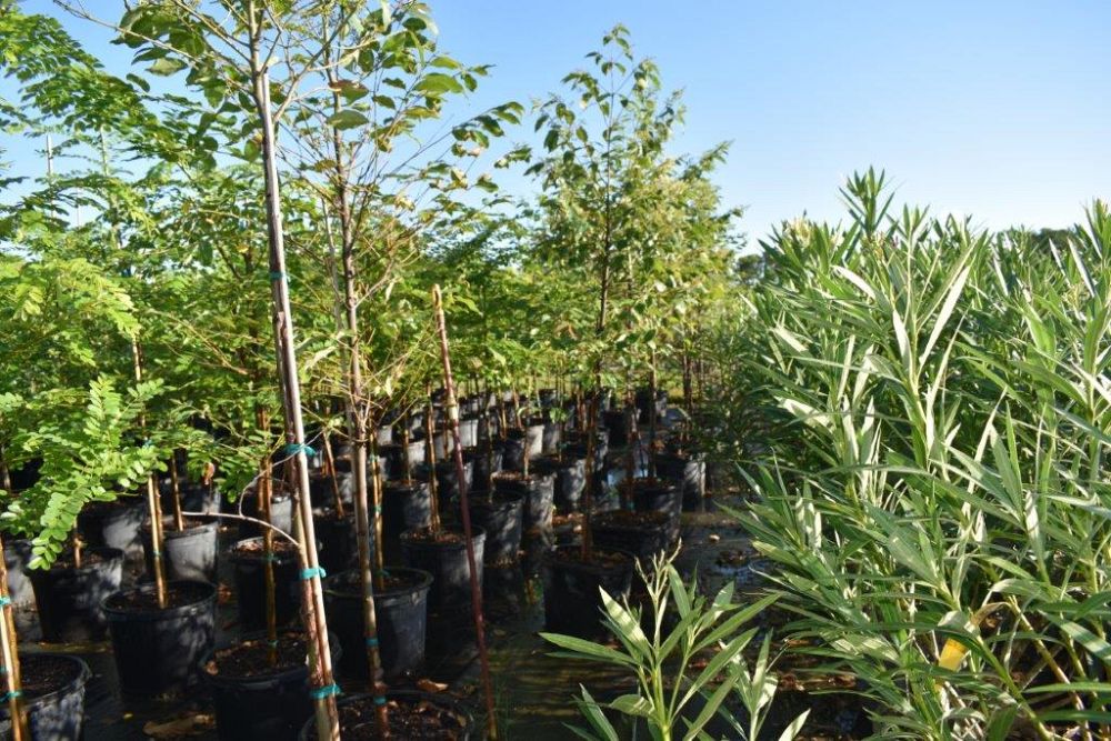 koelreuteria-elegans-golden-rain-tree