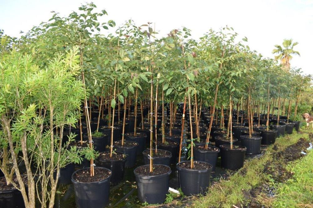 koelreuteria-elegans-golden-rain-tree
