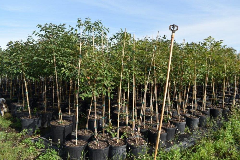 koelreuteria-elegans-golden-rain-tree