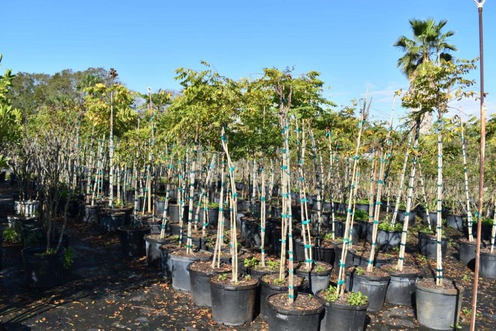 koelreuteria-elegans-golden-rain-tree