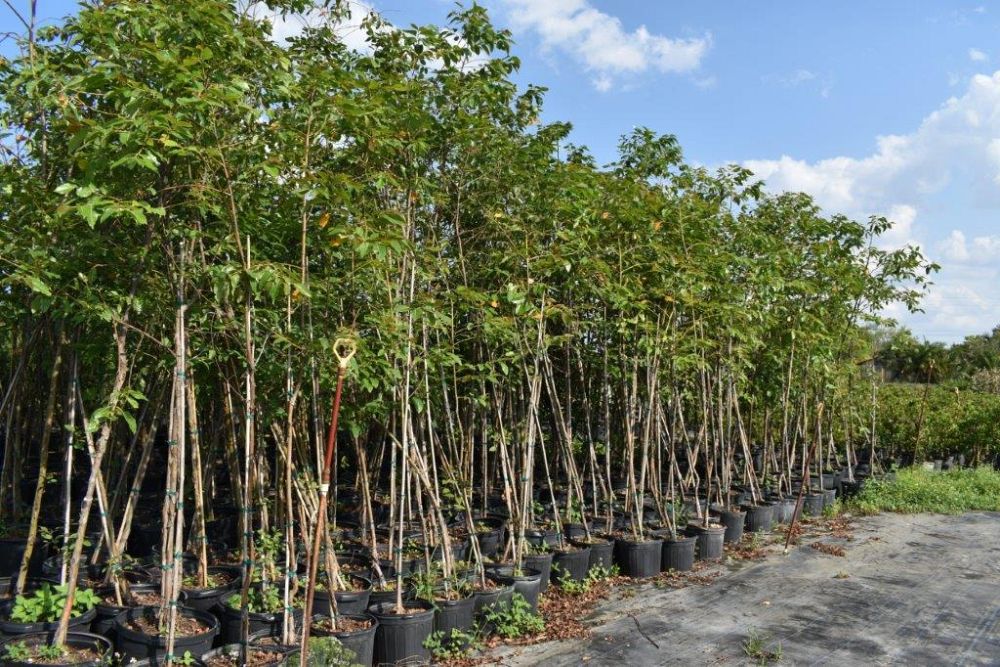 koelreuteria-elegans-golden-rain-tree