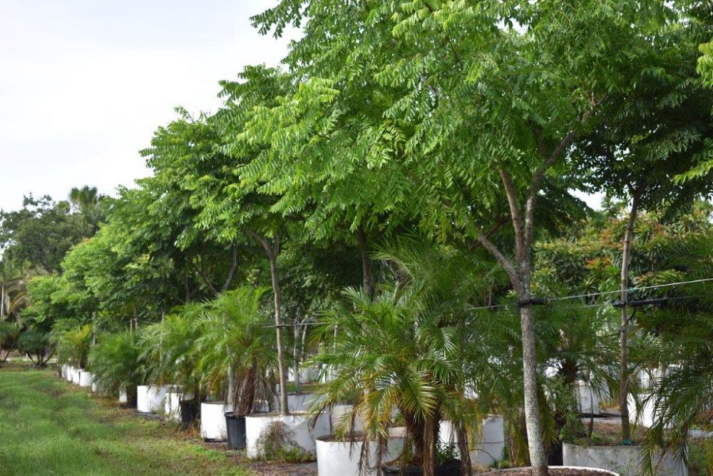 koelreuteria-elegans-golden-rain-tree