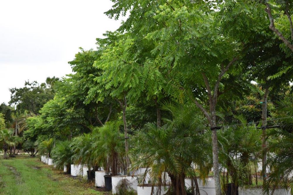 koelreuteria-elegans-golden-rain-tree