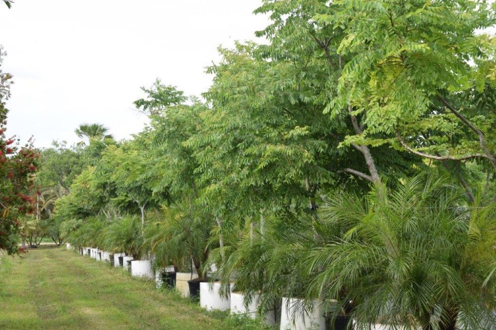 koelreuteria-elegans-golden-rain-tree
