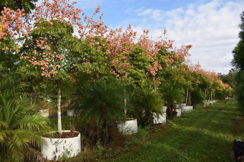 koelreuteria-elegans-golden-rain-tree