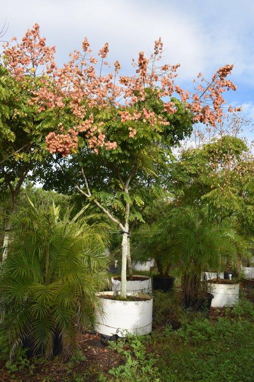 koelreuteria-elegans-golden-rain-tree