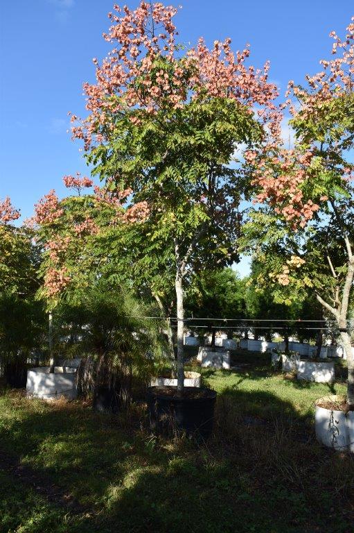 koelreuteria-elegans-golden-rain-tree