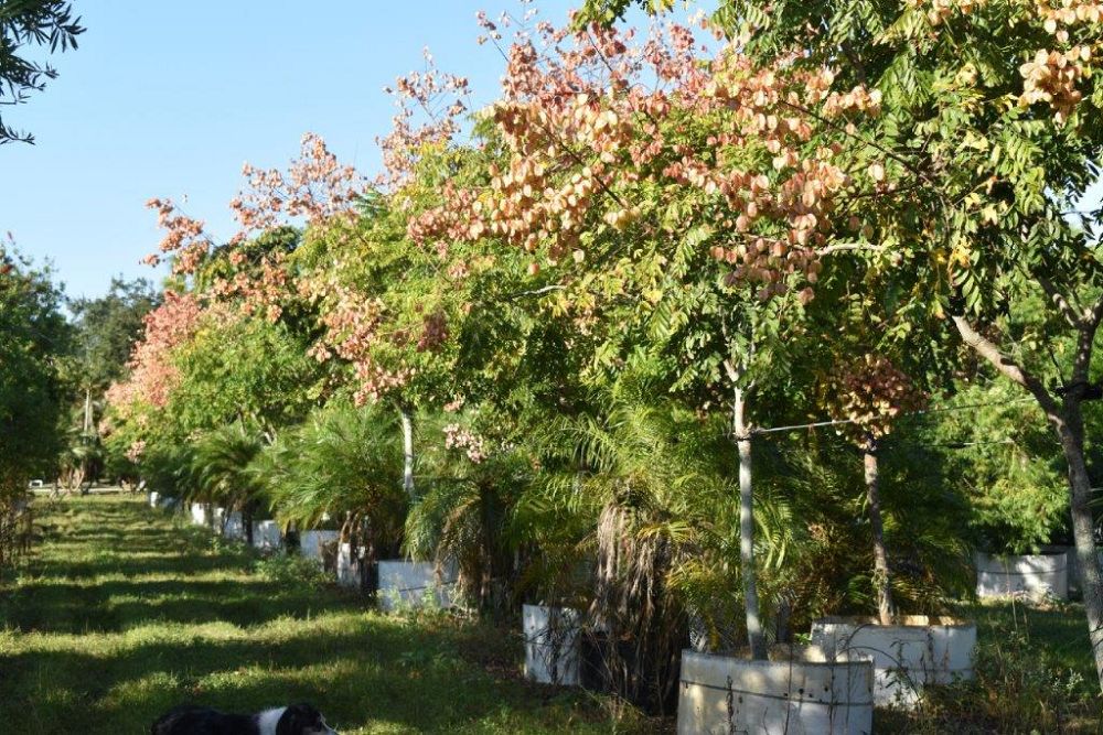koelreuteria-elegans-golden-rain-tree