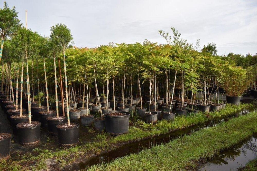 koelreuteria-elegans-golden-rain-tree