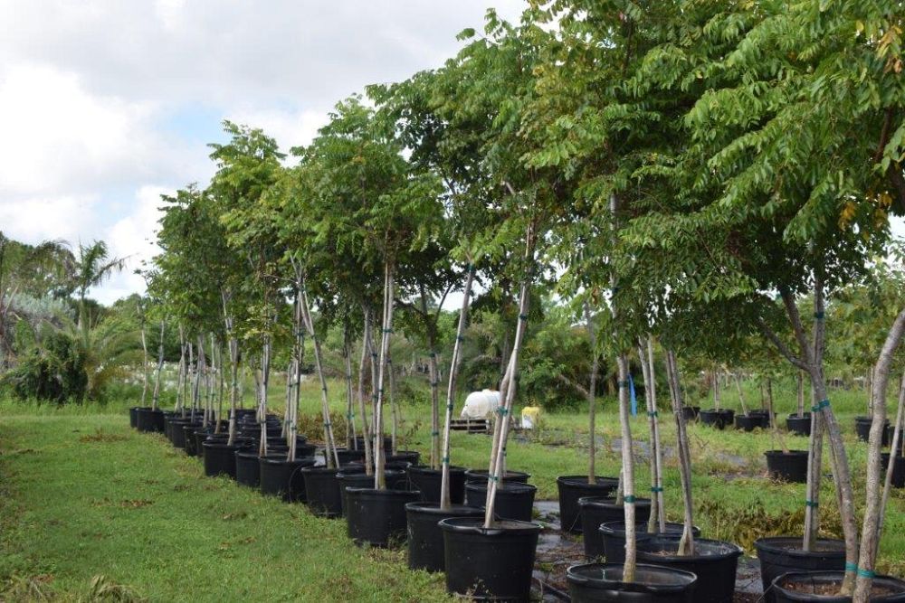 koelreuteria-elegans-golden-rain-tree