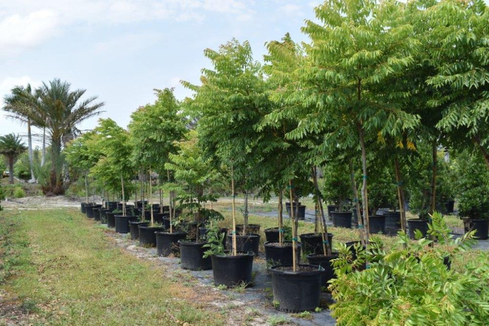 koelreuteria-elegans-golden-rain-tree