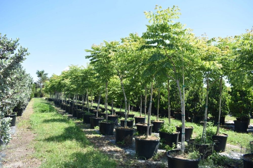 koelreuteria-elegans-golden-rain-tree