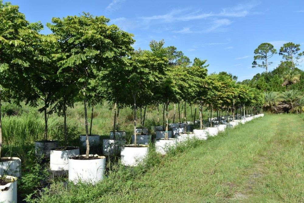 koelreuteria-elegans-golden-rain-tree