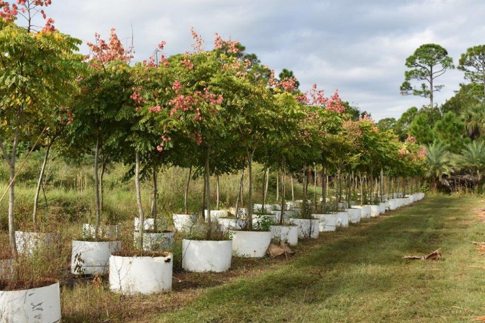 koelreuteria-elegans-golden-rain-tree