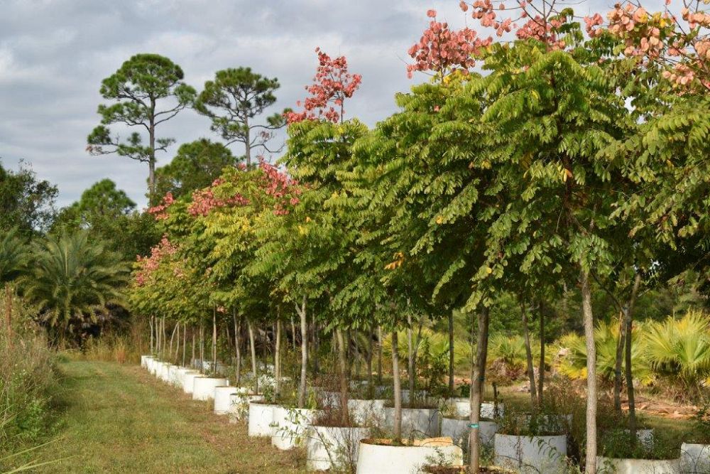 koelreuteria-elegans-golden-rain-tree