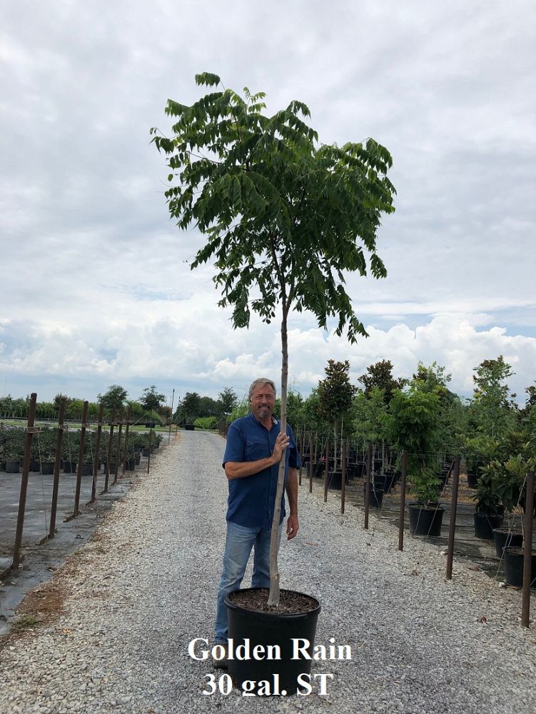 koelreuteria-elegans-golden-rain-tree