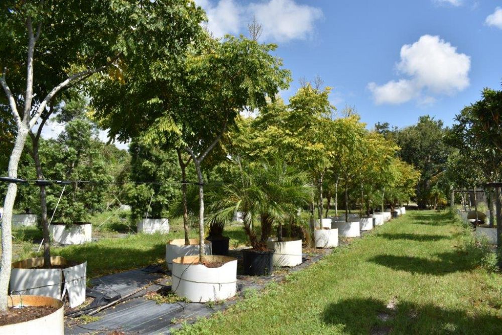 koelreuteria-elegans-golden-rain-tree