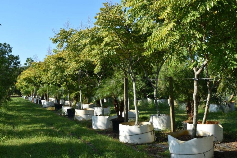 koelreuteria-elegans-golden-rain-tree
