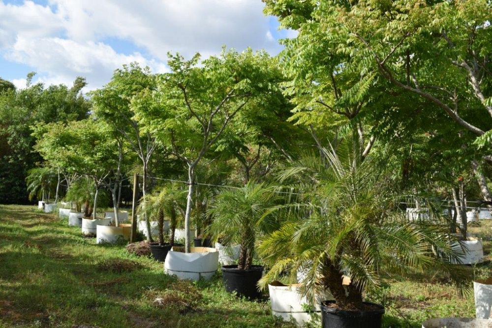 koelreuteria-elegans-golden-rain-tree