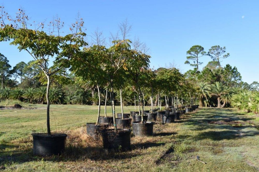 koelreuteria-elegans-golden-rain-tree