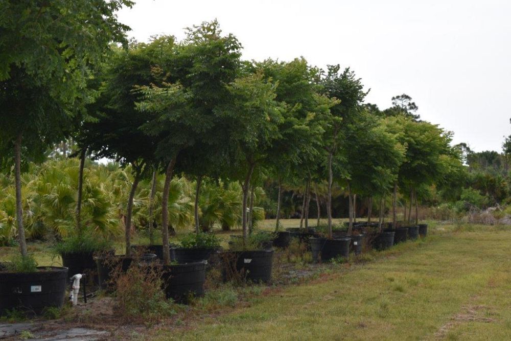 koelreuteria-elegans-golden-rain-tree
