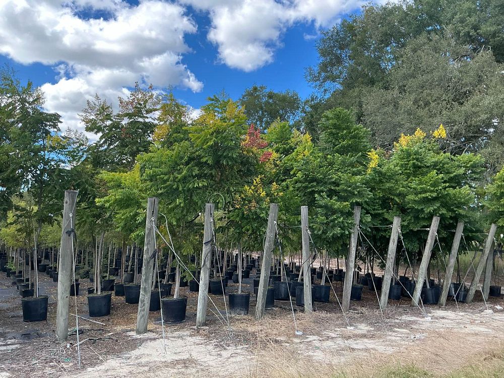 koelreuteria-elegans-golden-rain-tree