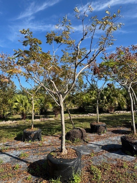 koelreuteria-elegans-golden-rain-tree