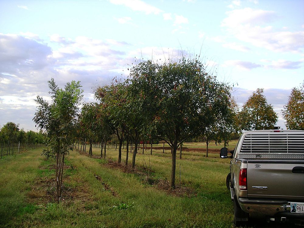 koelreuteria-paniculata-goldenrain-tree