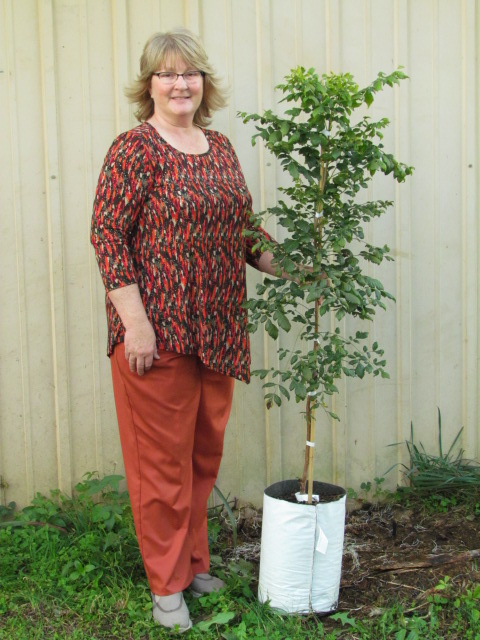 koelreuteria-paniculata-goldenrain-tree