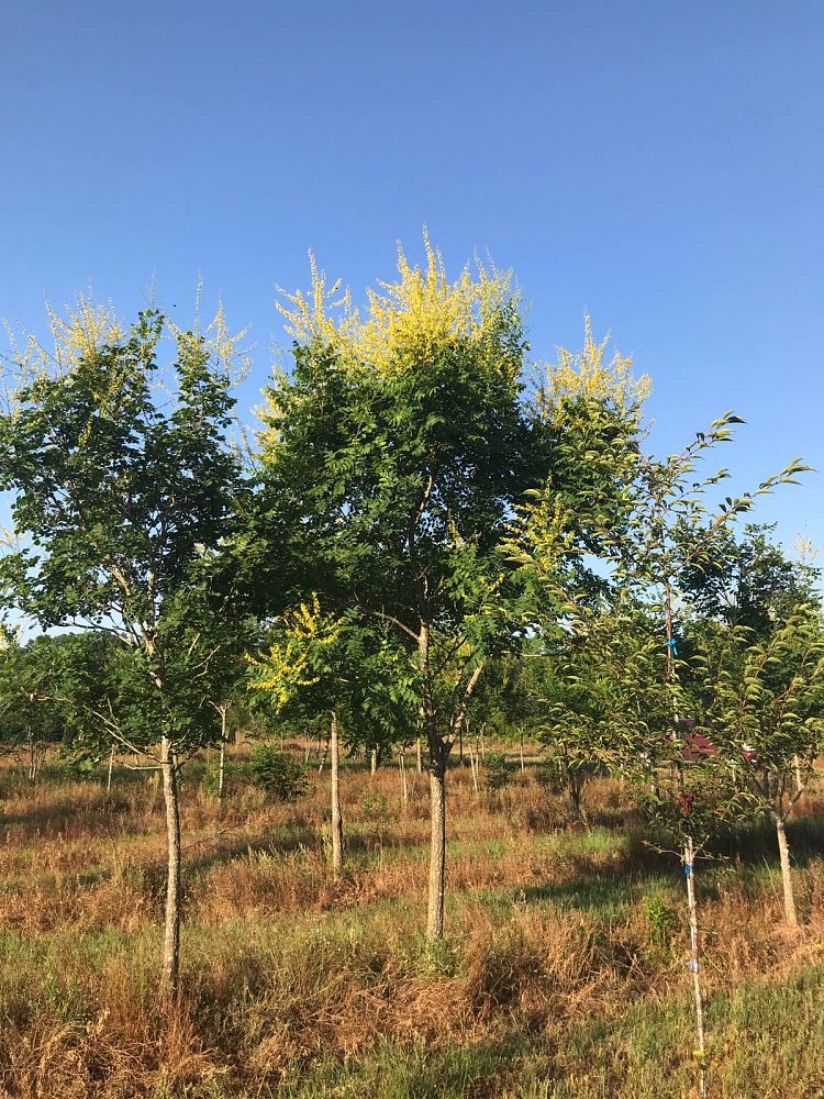koelreuteria-paniculata-goldenrain-tree