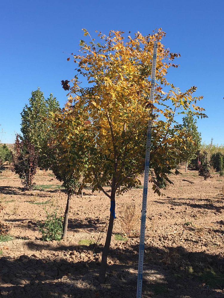 koelreuteria-paniculata-goldenrain-tree