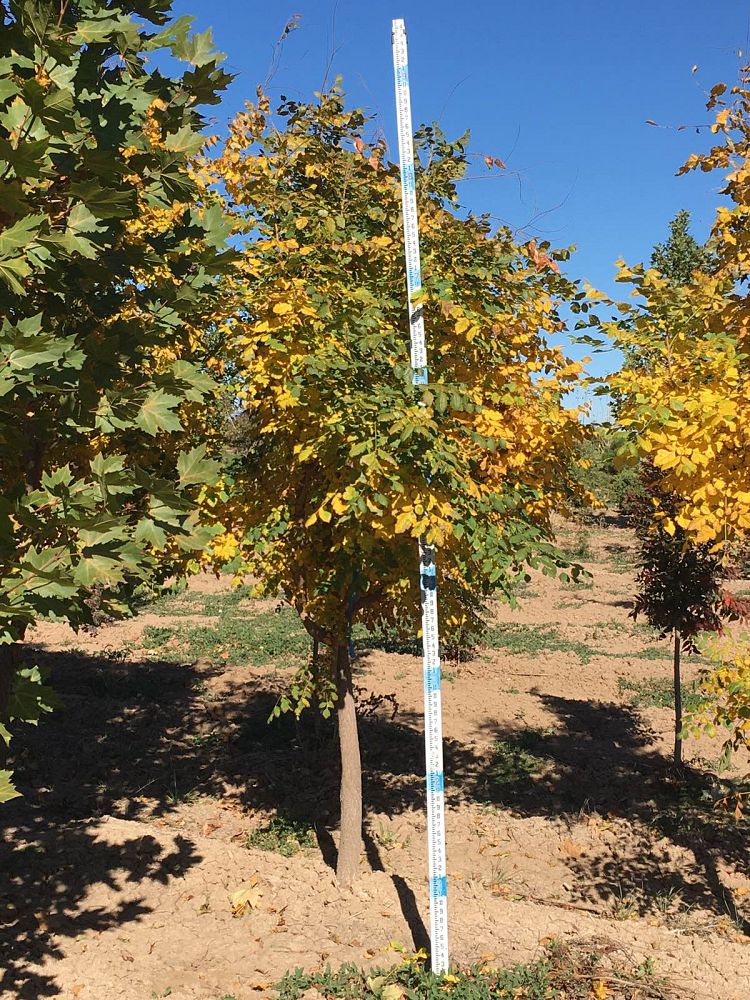 koelreuteria-paniculata-goldenrain-tree