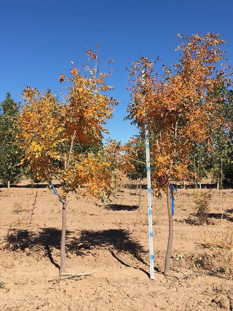 koelreuteria-paniculata-goldenrain-tree