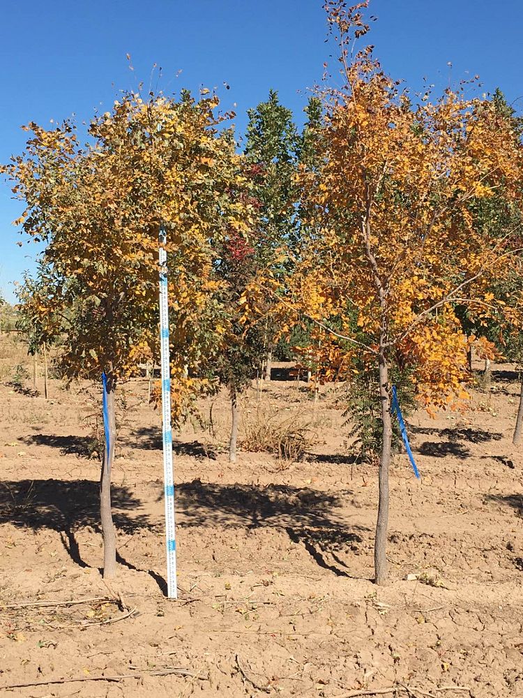 koelreuteria-paniculata-goldenrain-tree