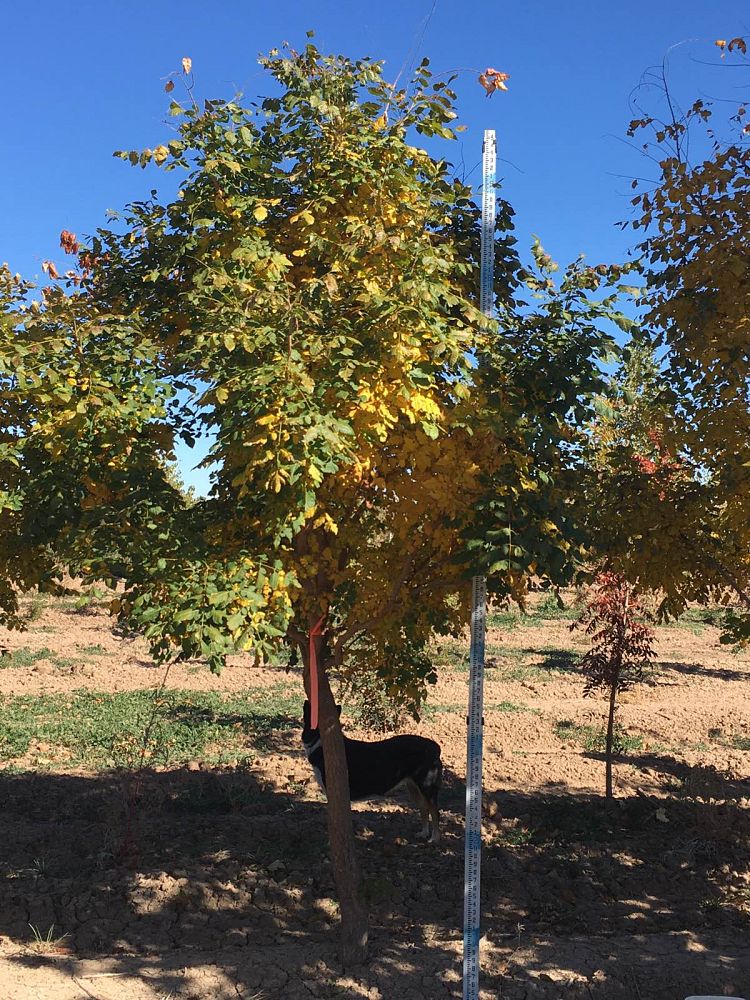koelreuteria-paniculata-goldenrain-tree