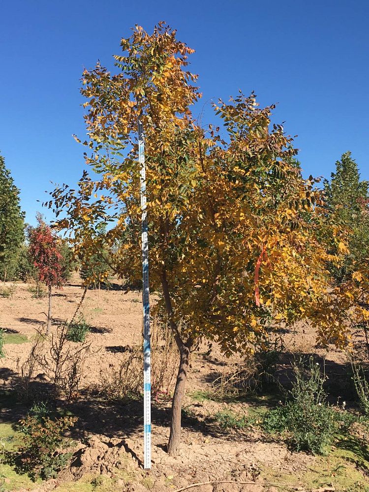 koelreuteria-paniculata-goldenrain-tree