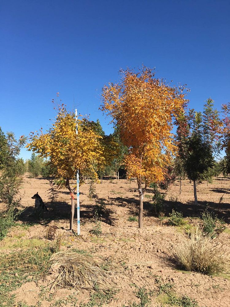 koelreuteria-paniculata-goldenrain-tree