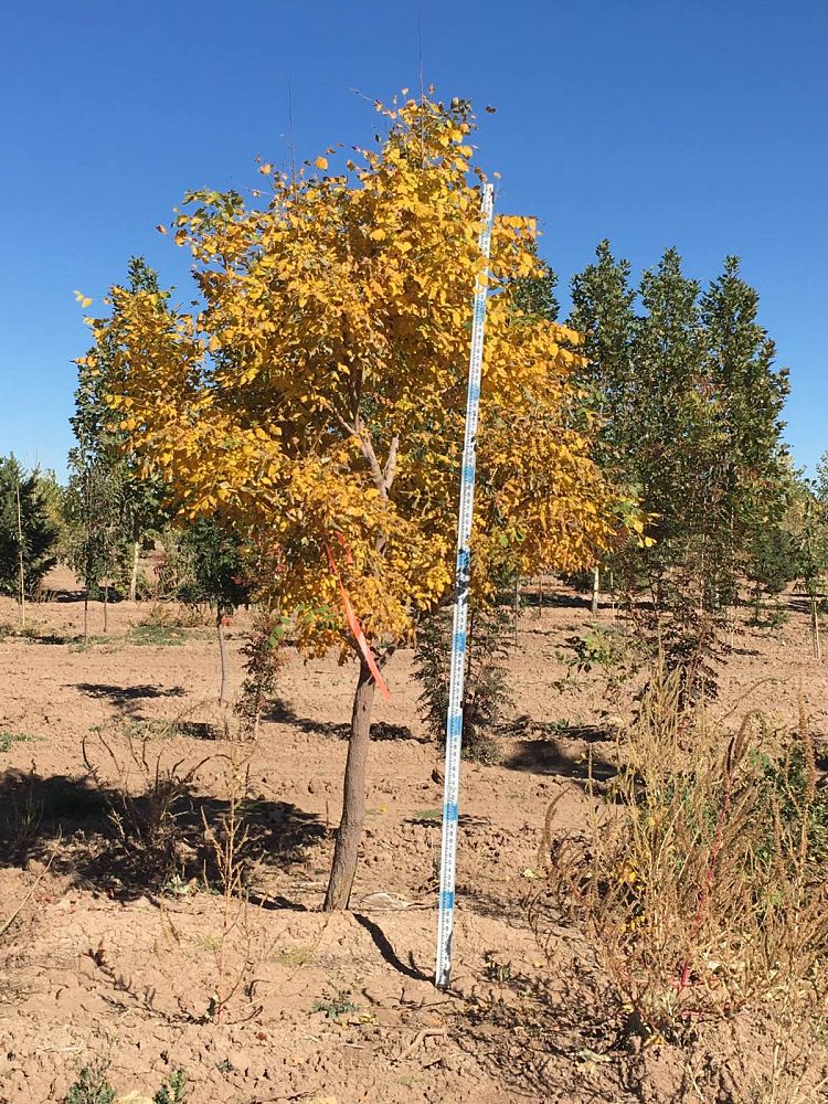 koelreuteria-paniculata-goldenrain-tree