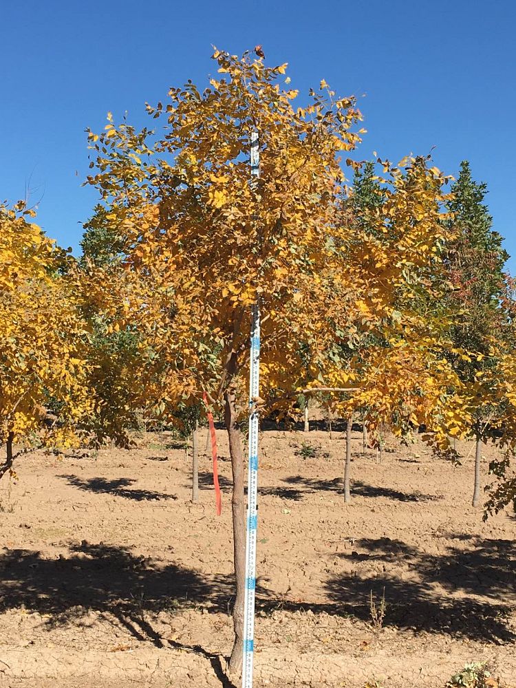 koelreuteria-paniculata-goldenrain-tree