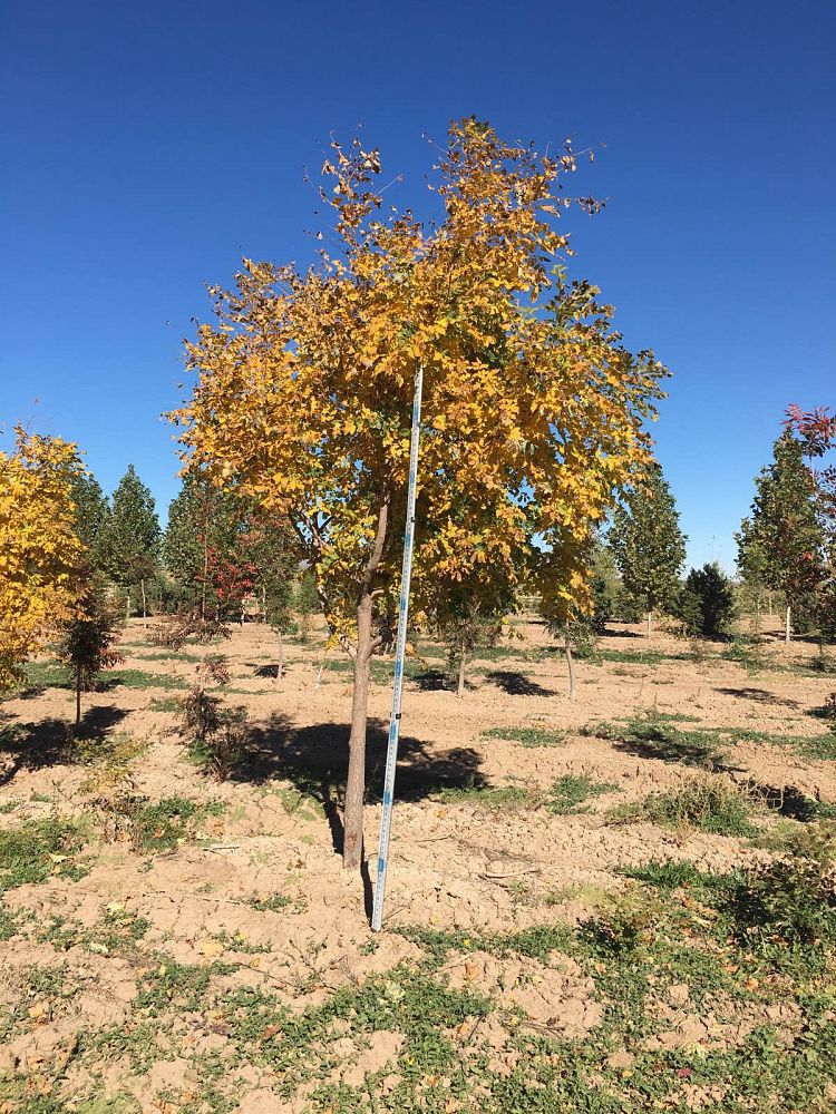 koelreuteria-paniculata-goldenrain-tree