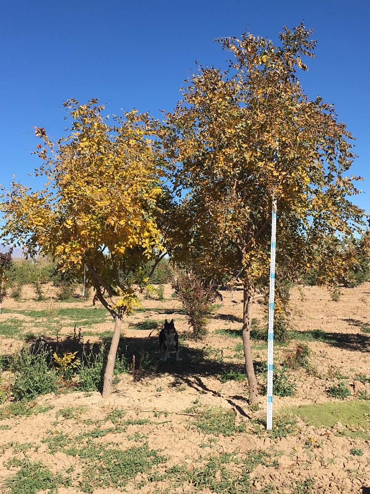 koelreuteria-paniculata-goldenrain-tree