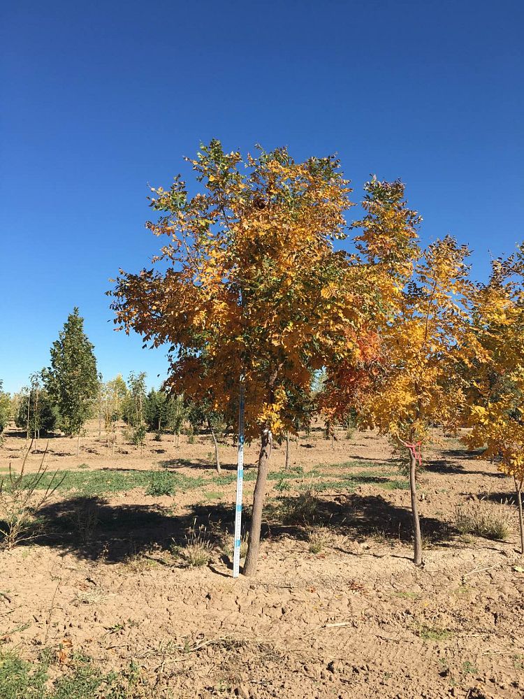 koelreuteria-paniculata-goldenrain-tree