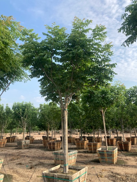 koelreuteria-paniculata-goldenrain-tree