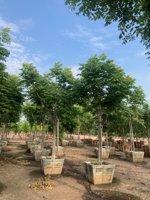 koelreuteria-paniculata-goldenrain-tree
