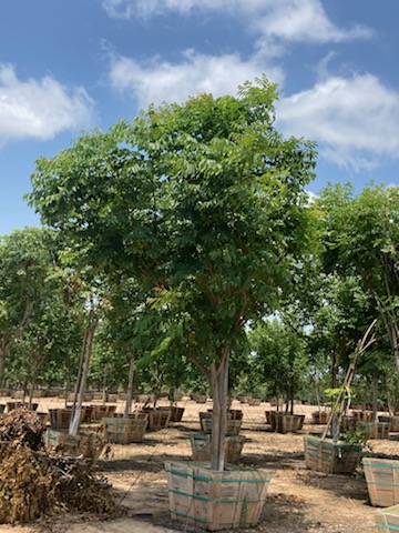koelreuteria-paniculata-goldenrain-tree