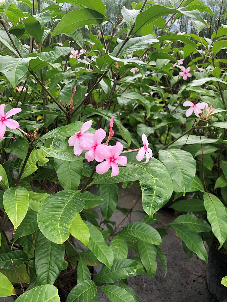 kopsia-fruticosa-shrub-vinca