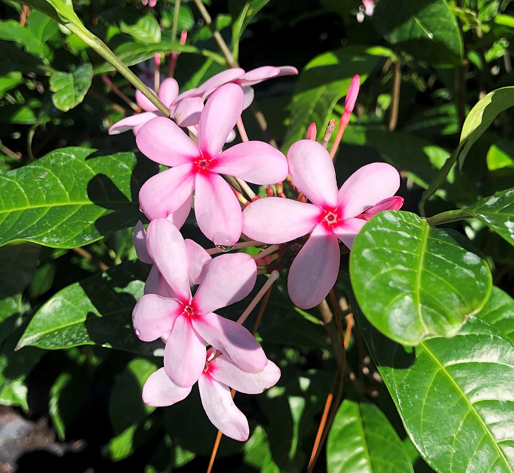 kopsia-fruticosa-shrub-vinca